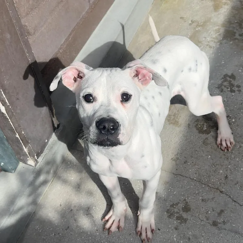 Tiny Tim thumbnail 5