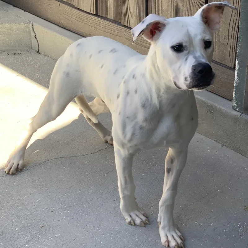 Tiny Tim thumbnail 6