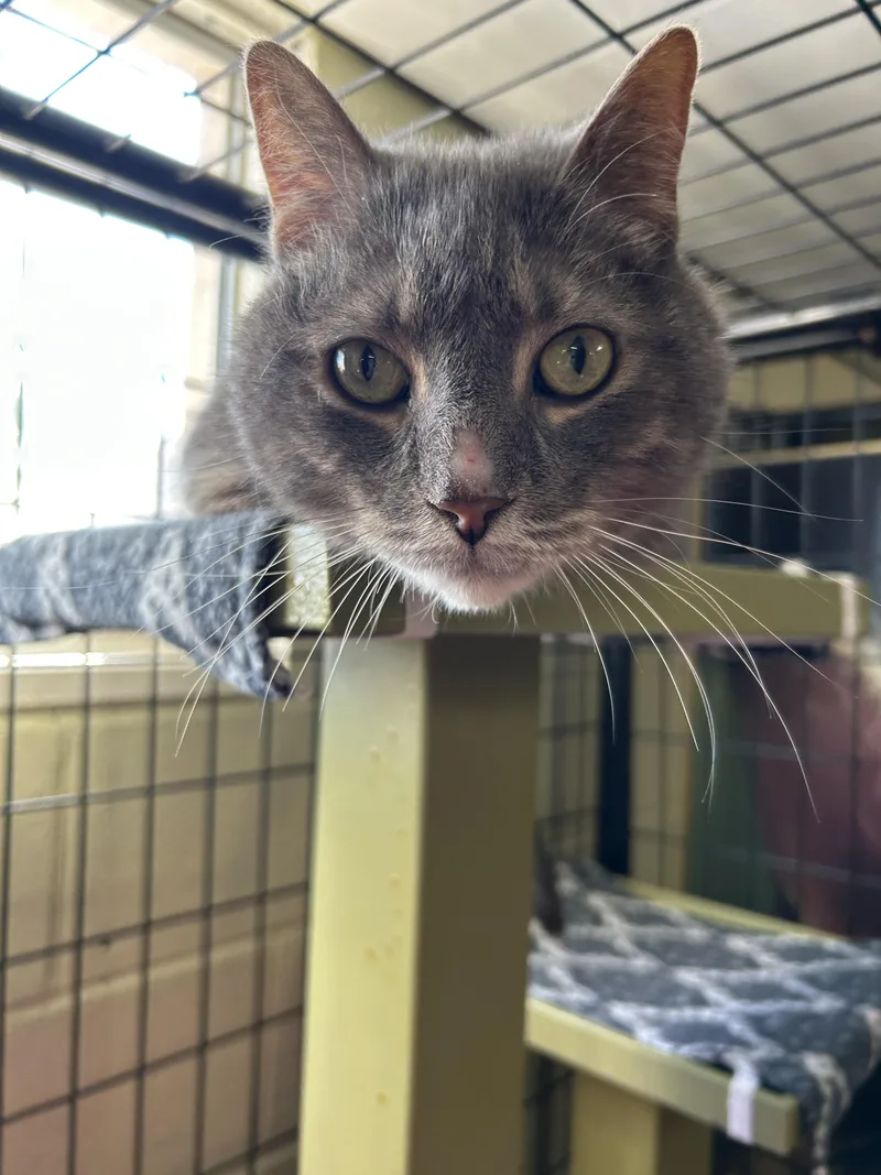 Tinker Bell thumbnail 3