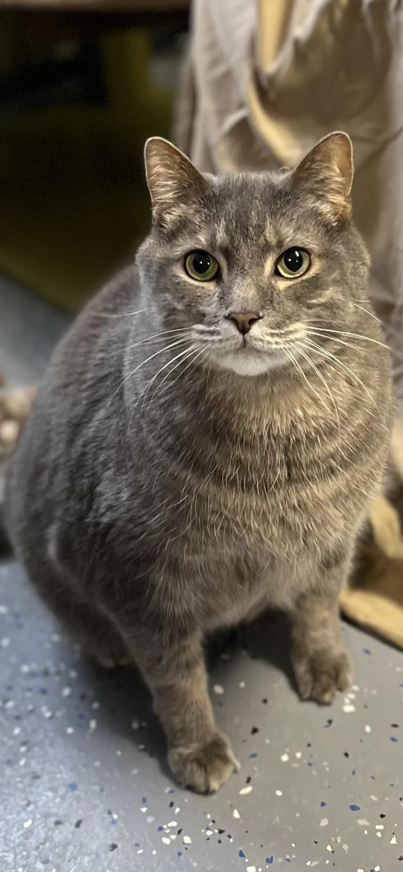 Tinker Bell thumbnail 4