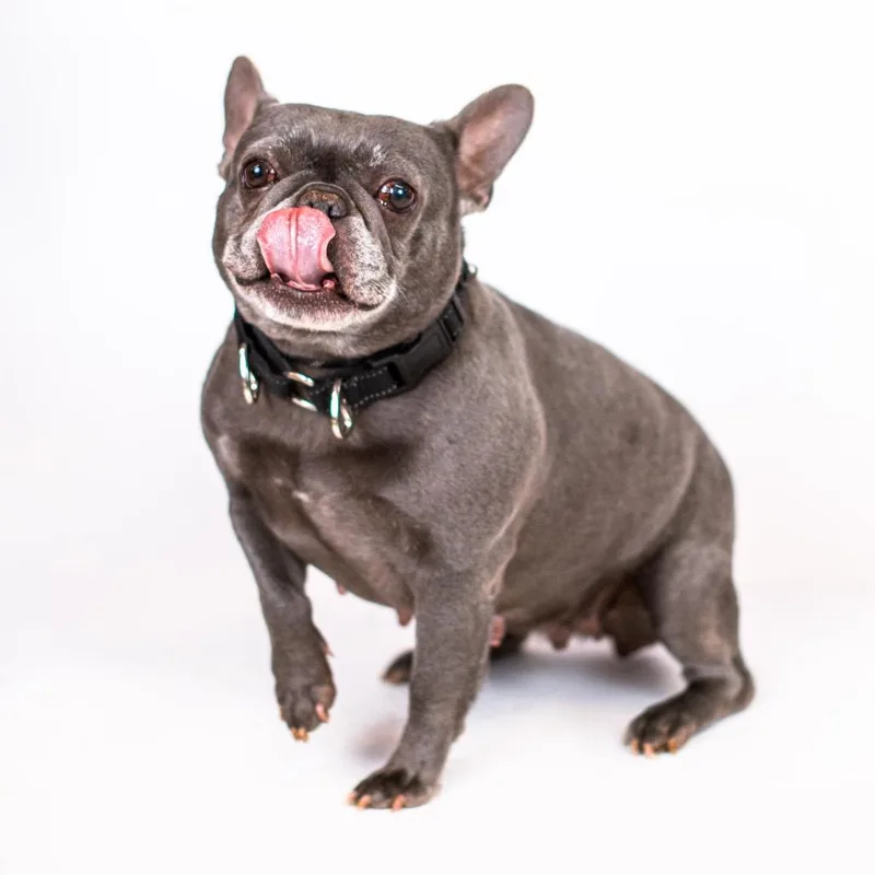 Blue Danube thumbnail 2