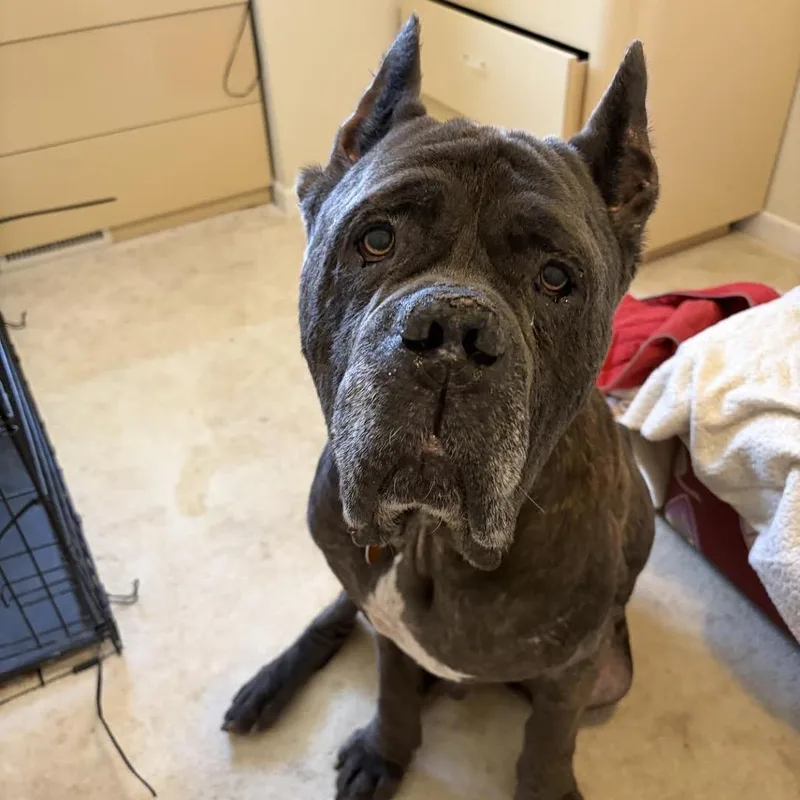 Gargoyle thumbnail 2