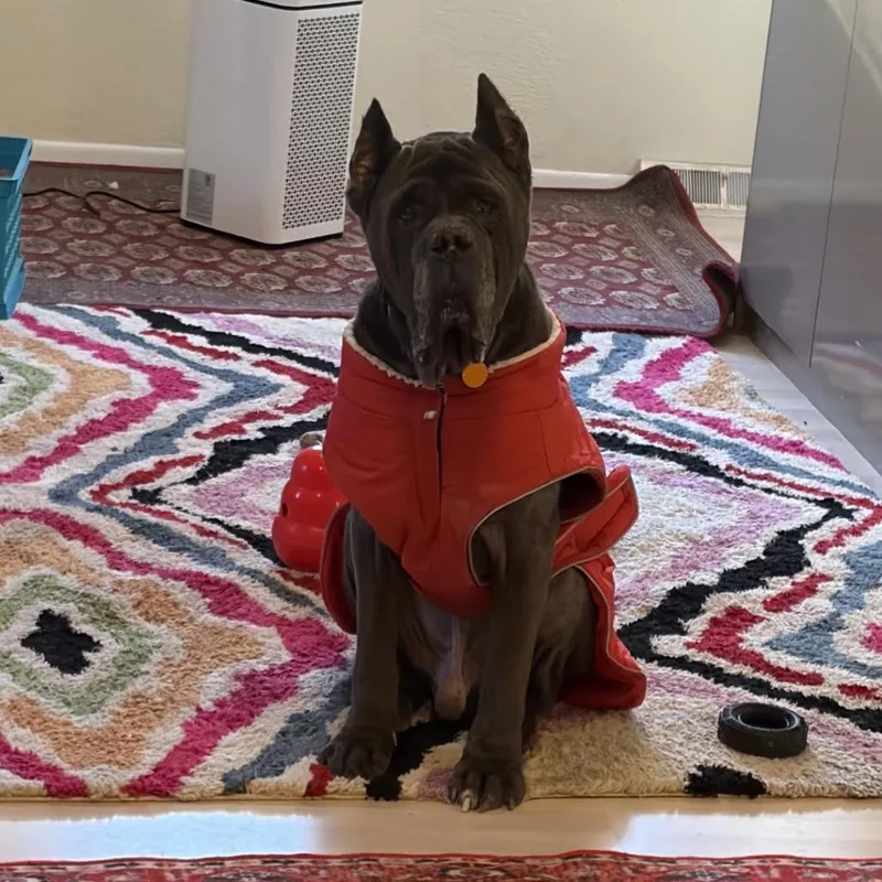 Gargoyle thumbnail 3