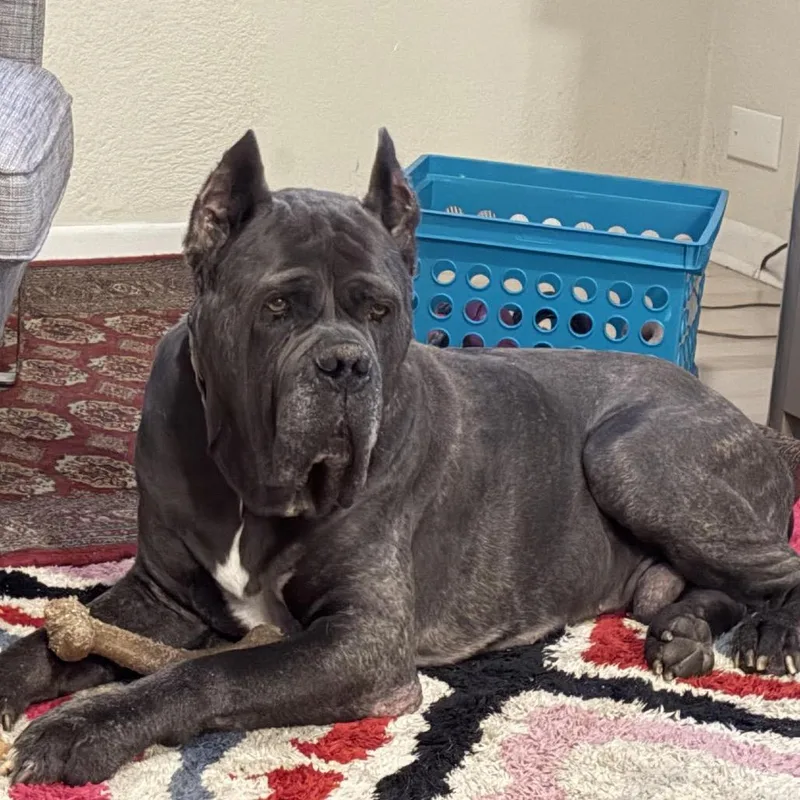 Gargoyle thumbnail 4