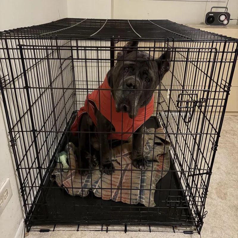 Gargoyle thumbnail 5