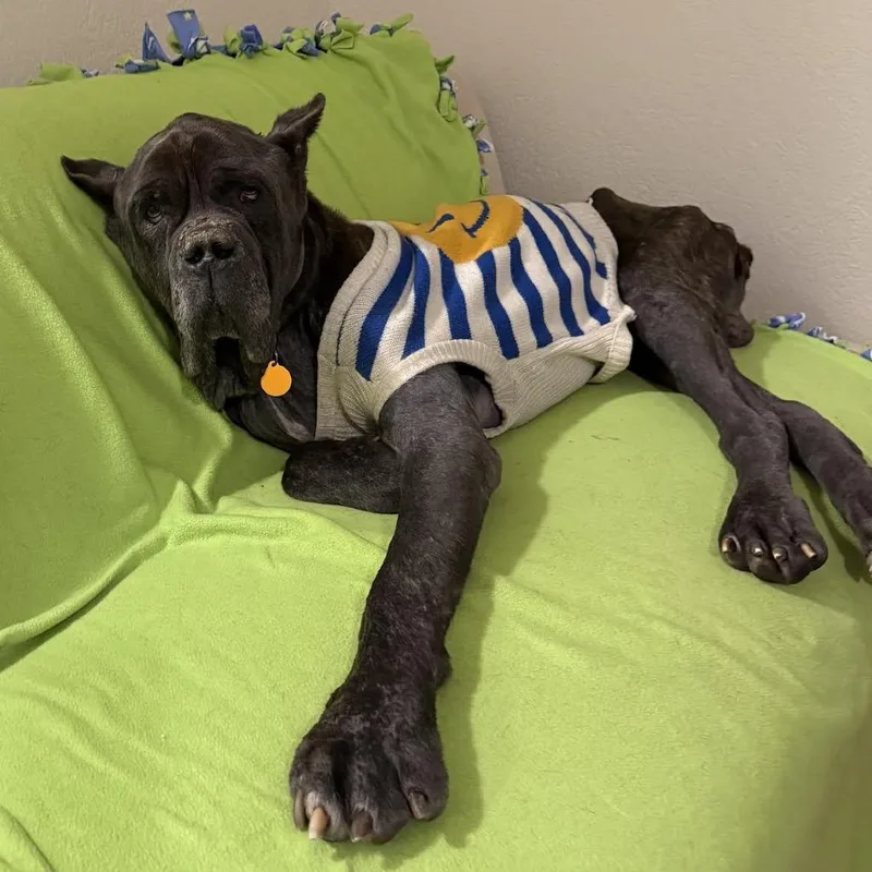 Gargoyle thumbnail 6