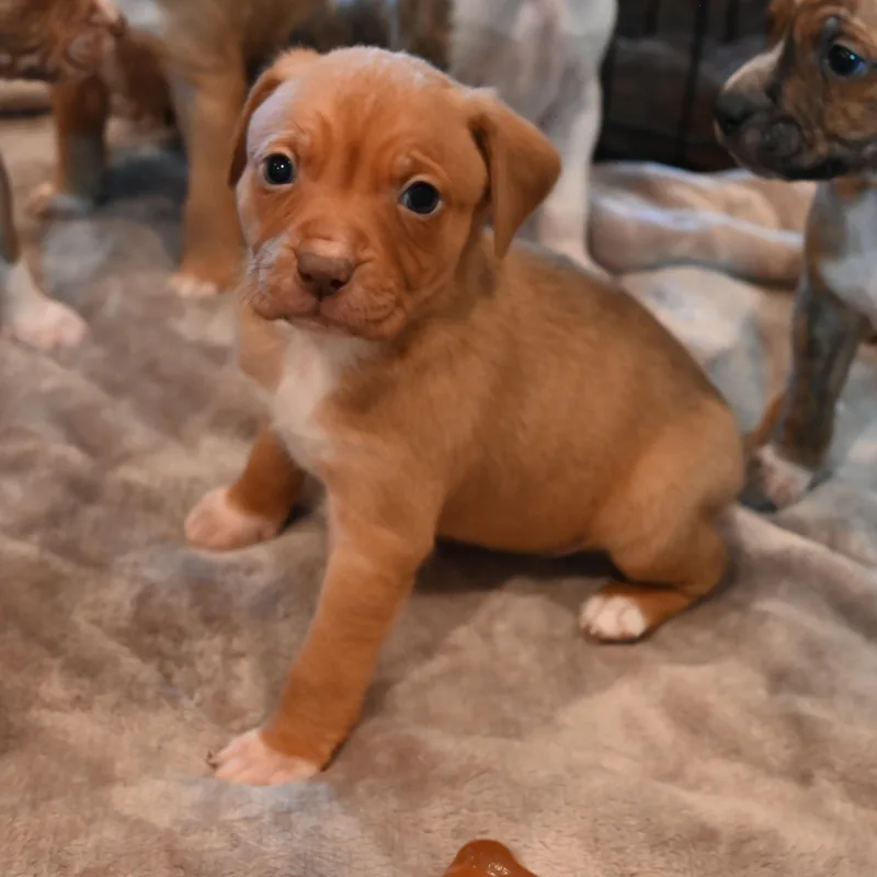 Cotton Candy thumbnail 2