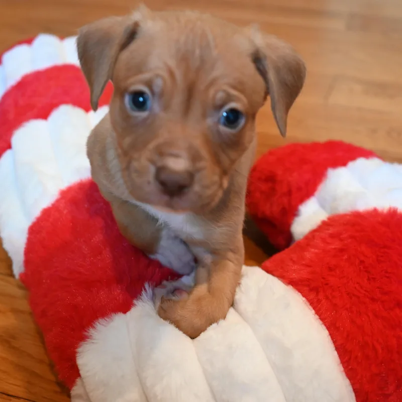 Cotton Candy thumbnail 3