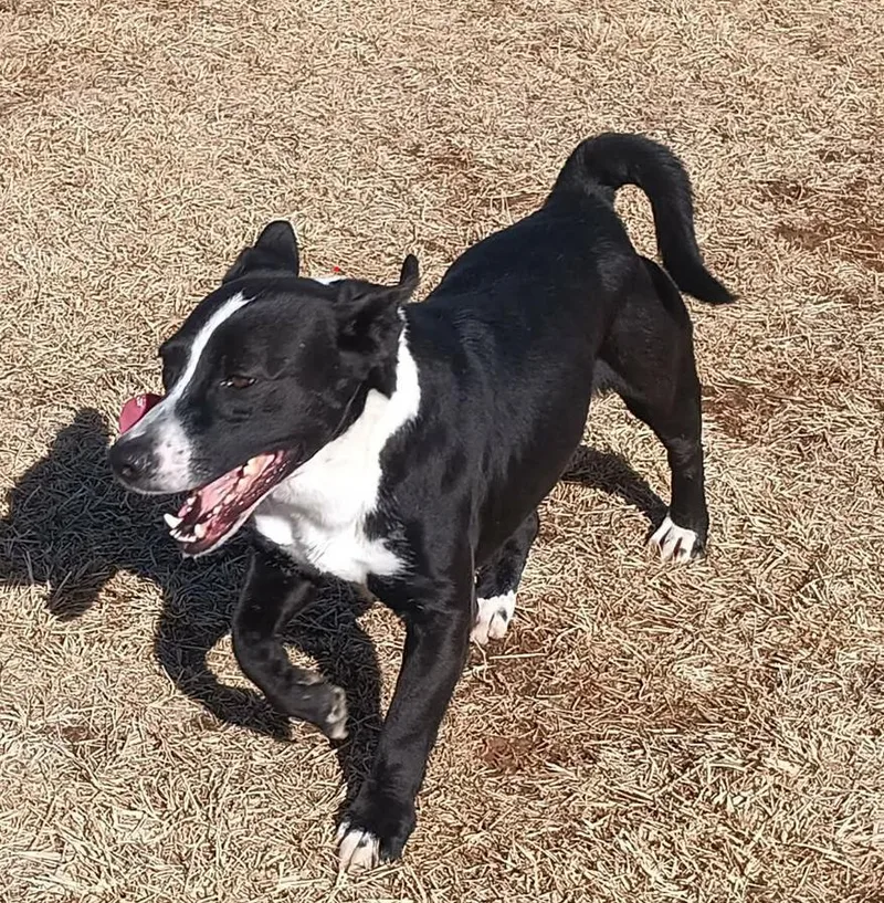 Gucci Courtey Post. Out thumbnail 6