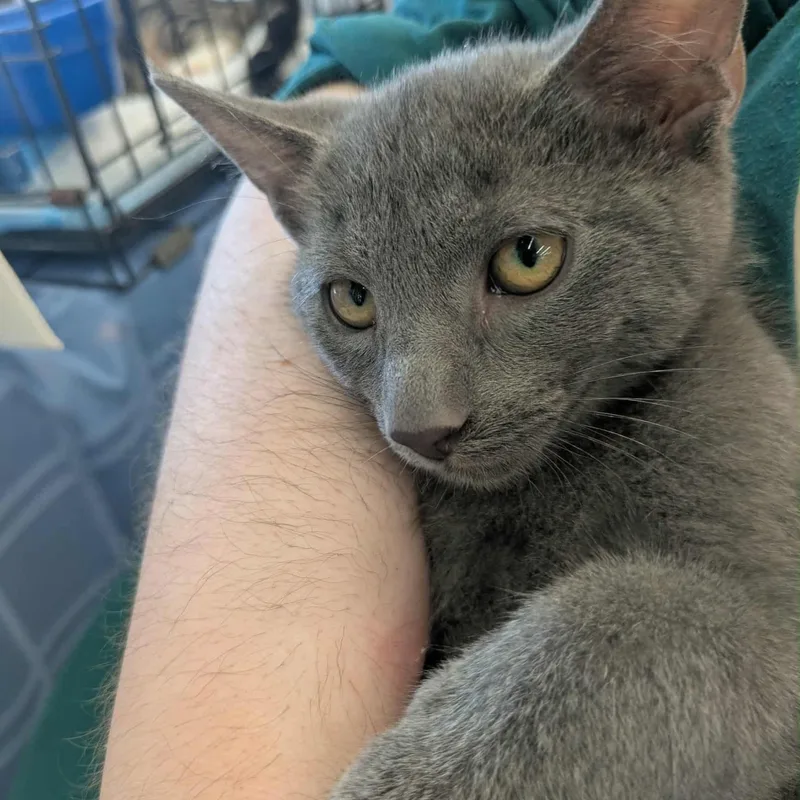 August S. Pumpernickel thumbnail 3