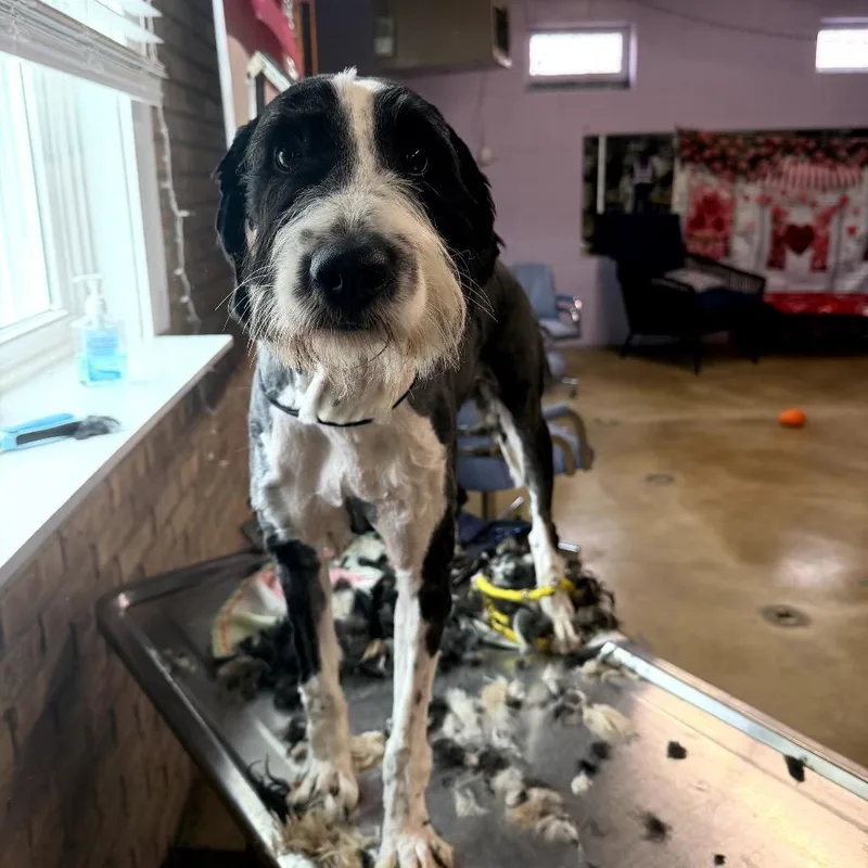 Lil Griff thumbnail 2