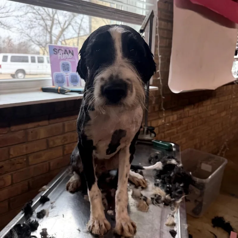 Lil Griff thumbnail 3