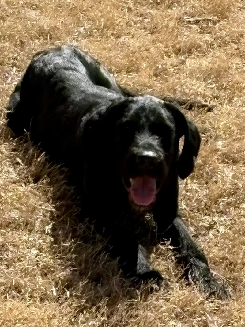 Mulligan thumbnail 2