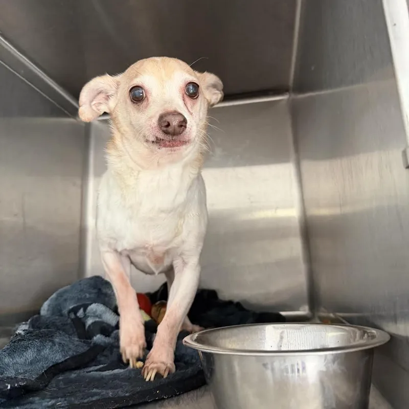 Peter Faust thumbnail 2