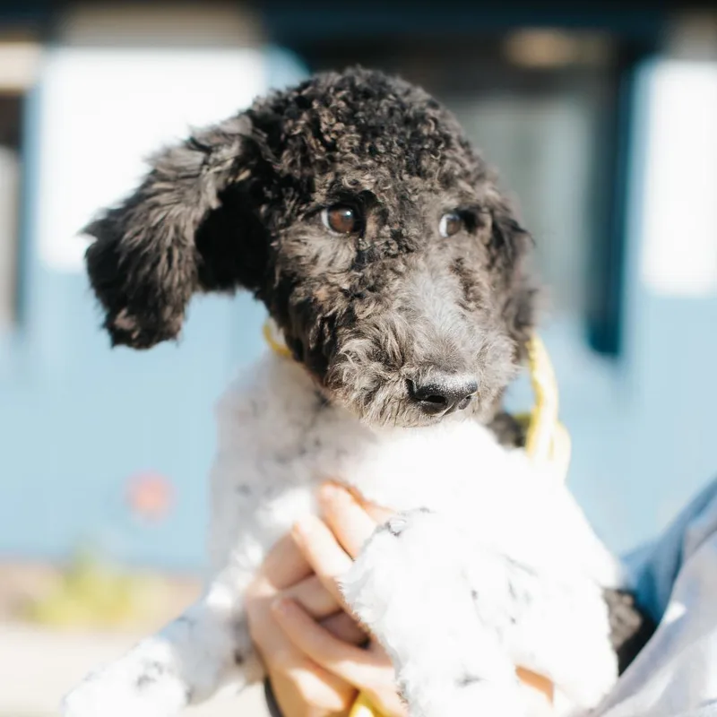 Pooty Poo thumbnail 2