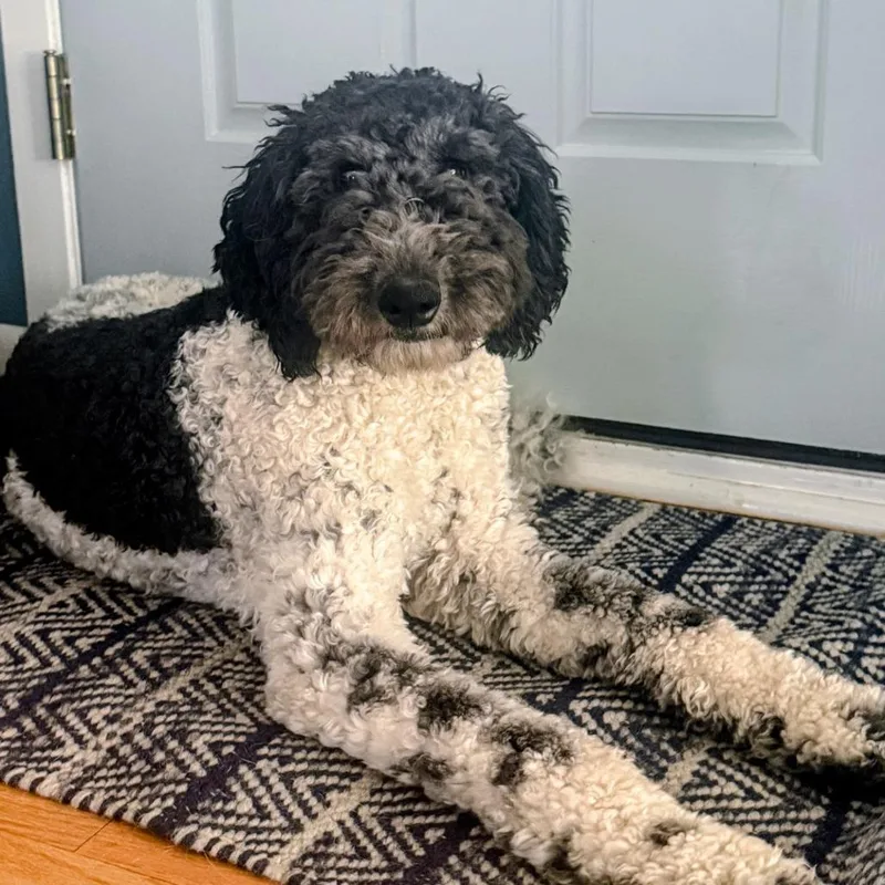 Pooty Poo thumbnail 4