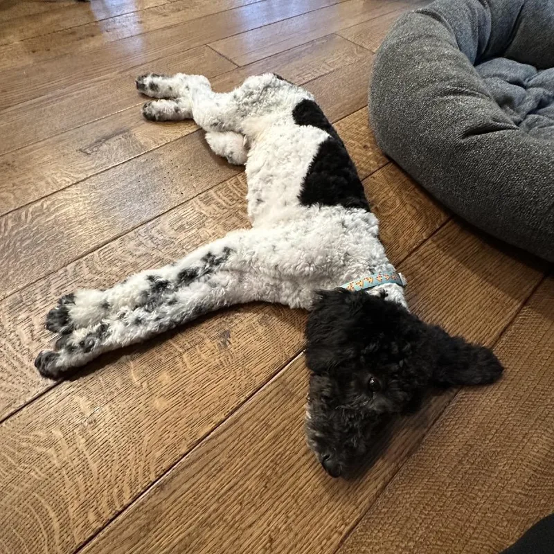 Pooty Poo thumbnail 6