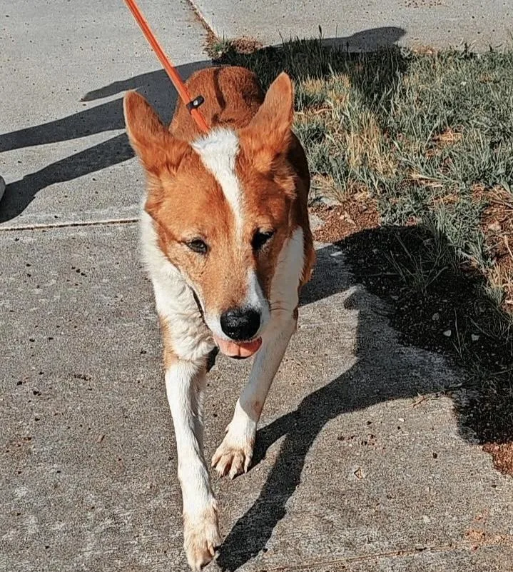 Roman  Aka “red” thumbnail 2