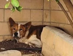 Roman  Aka “red” thumbnail 4