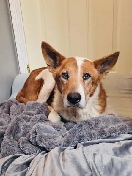 Rowan Aka “red” thumbnail 2