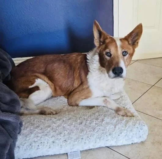 Rowan Aka “red” thumbnail 3