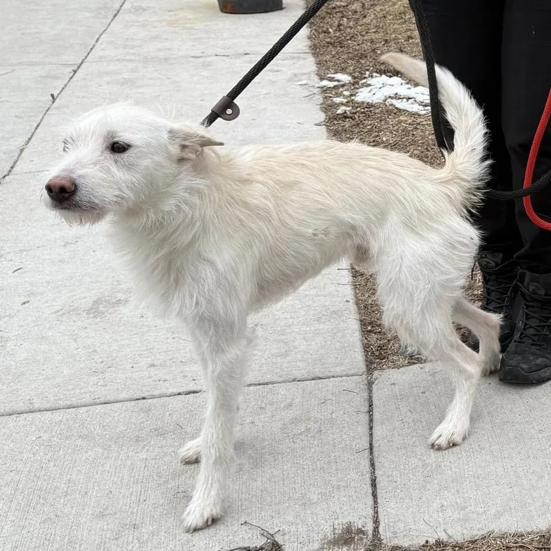 Sharkboy thumbnail 2