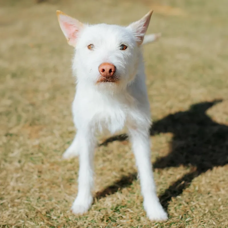 Sharkboy thumbnail 4