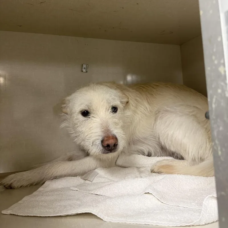 Sharkboy thumbnail 5