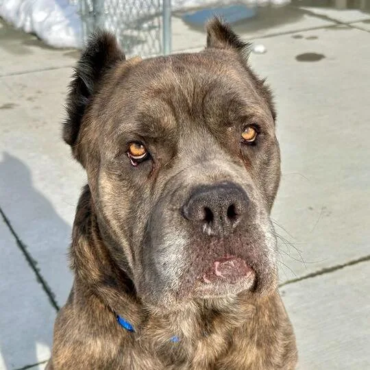 Snarfles thumbnail 2