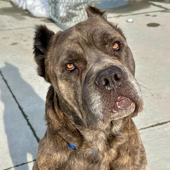 Snarfles thumbnail 3