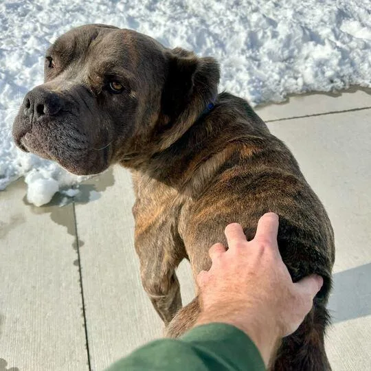 Snarfles thumbnail 4