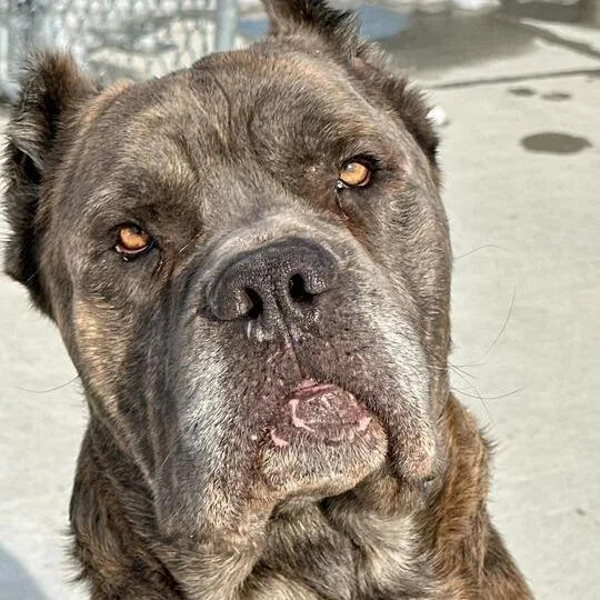 Snarfles thumbnail 5