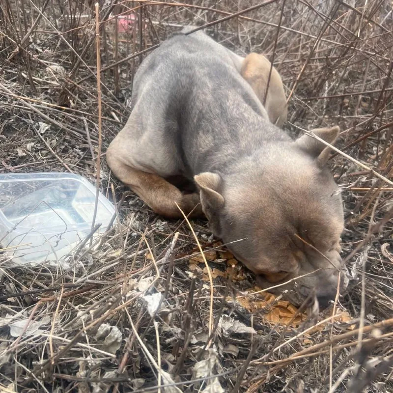 Turbo Toes thumbnail 2