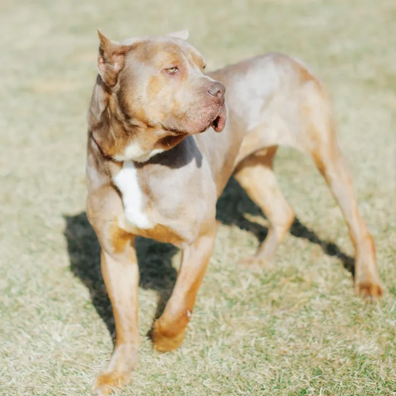 Turbo Toes thumbnail 3