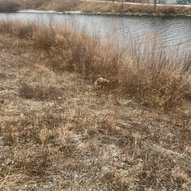 Turbo Toes thumbnail 4