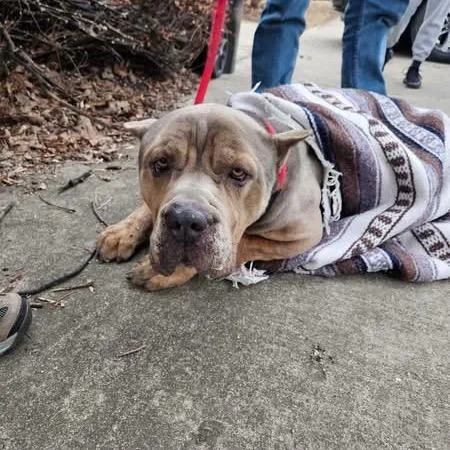 Turbo Toes thumbnail 5