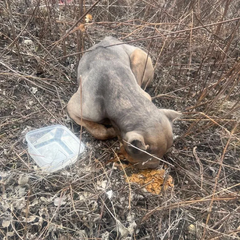 Turbo Toes thumbnail 6