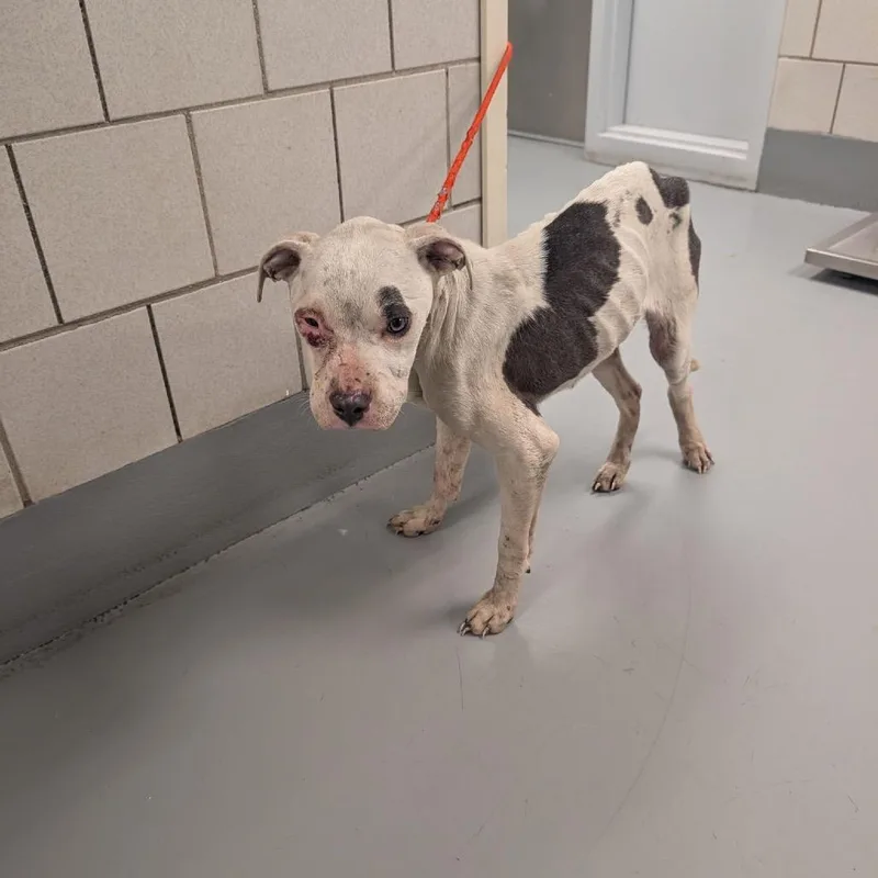 Twilight thumbnail 2