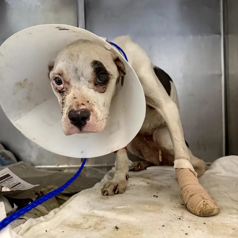 Twilight thumbnail 3