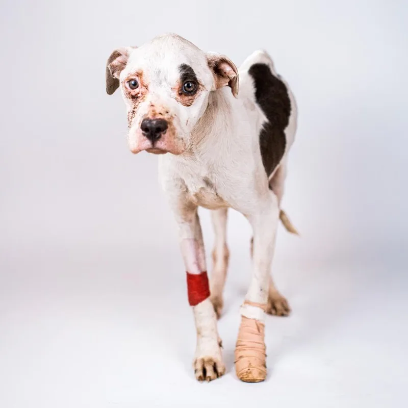 Twilight thumbnail 4