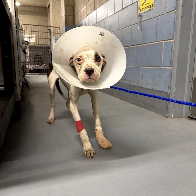 Twilight thumbnail 5