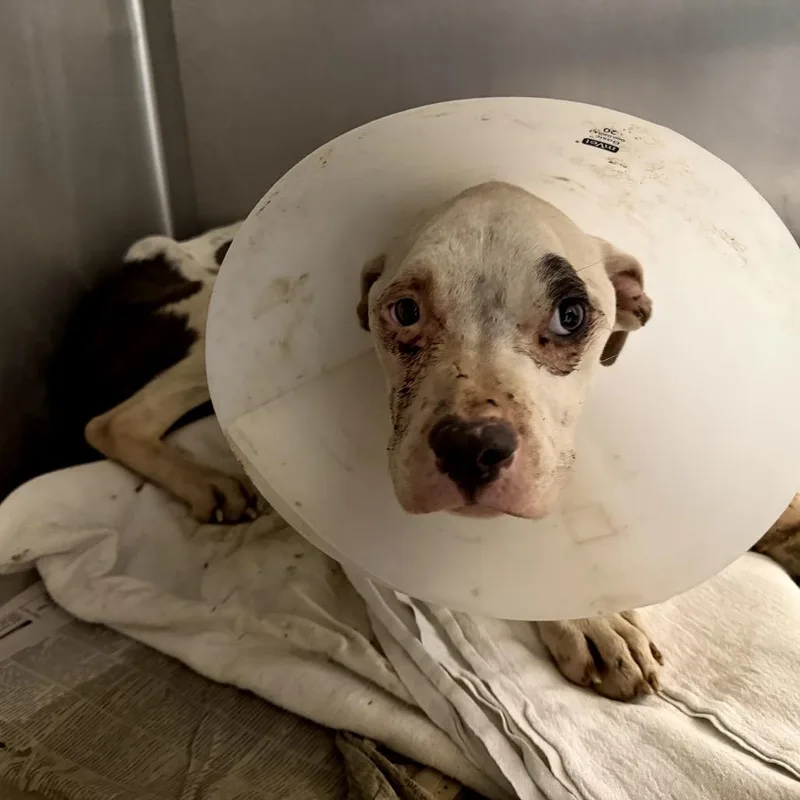 Twilight thumbnail 6