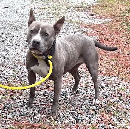 Diamond Perfect Little Bully