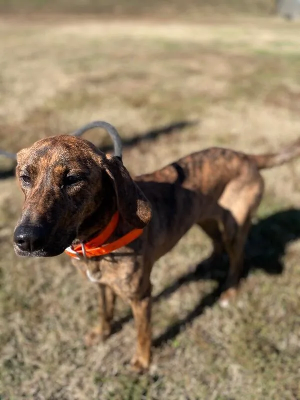 Tawnygriffin thumbnail 2