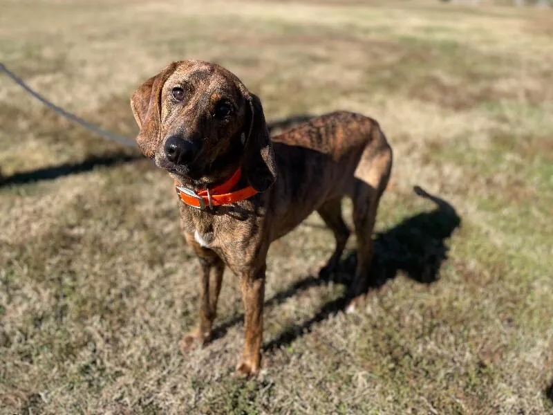 Tawnygriffin thumbnail 3