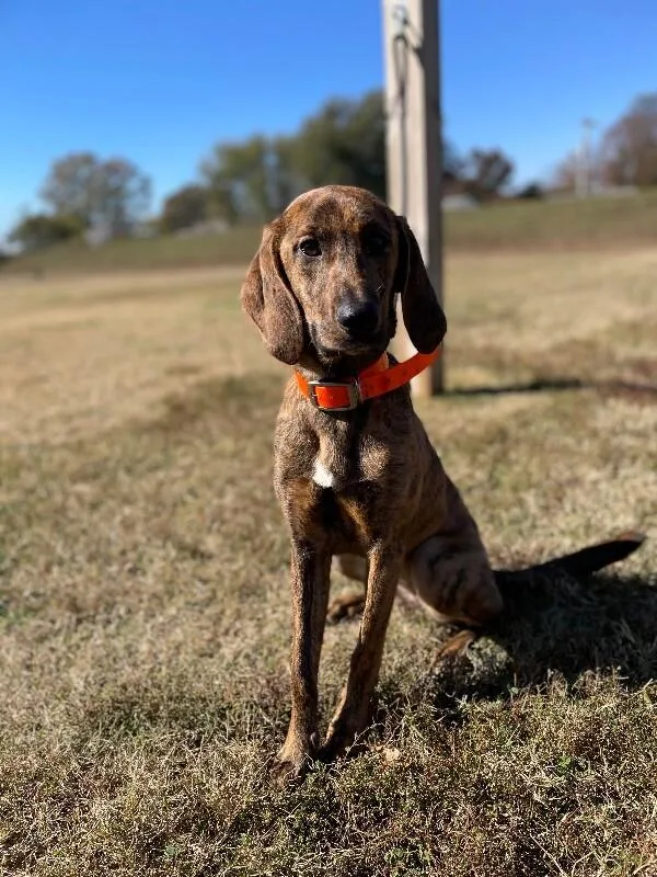 Tawnygriffin thumbnail 4