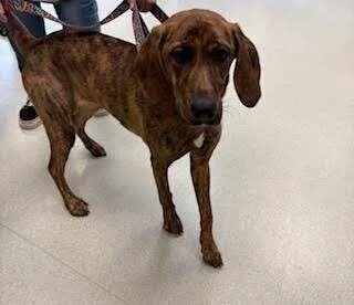 Tawnygriffin thumbnail 5