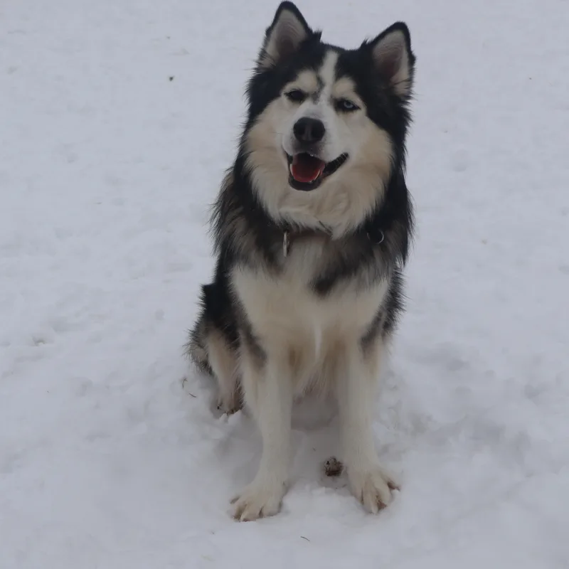 Titus  Paws Behind thumbnail 2