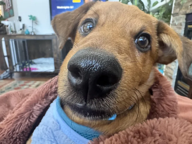 Valentino thumbnail 2