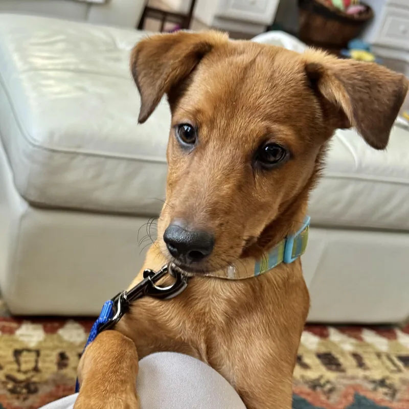 Valentino thumbnail 3